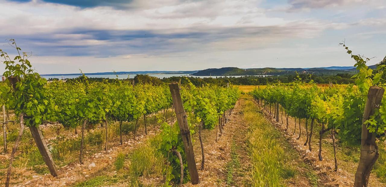 Koczor Winery & Guesthouse 巴拉顿菲赖德 外观 照片