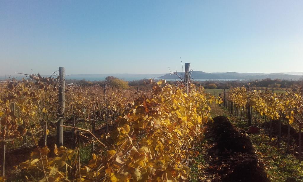 Koczor Winery & Guesthouse 巴拉顿菲赖德 外观 照片
